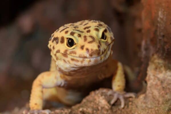Leopard gecko on the rock.