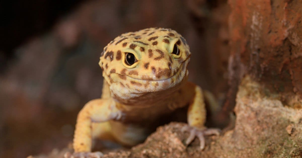 https://a-z-animals.com/media/2021/12/Leopard-Gecko-header.jpg