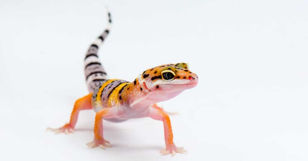 Leopard Gecko on white background