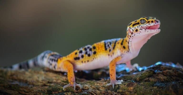 Leopard Gecko sitting on a tree branch.