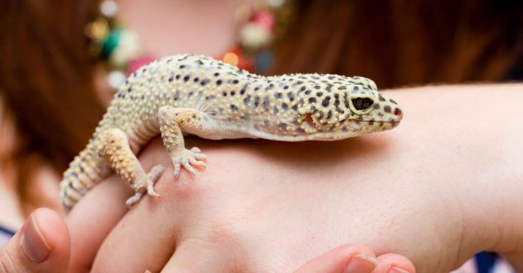 A leopard gecko climbing on a woman's hand.