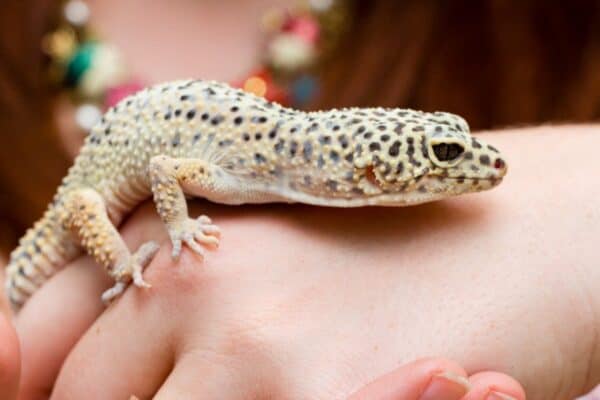A leopard gecko climbing on a woman's hand.