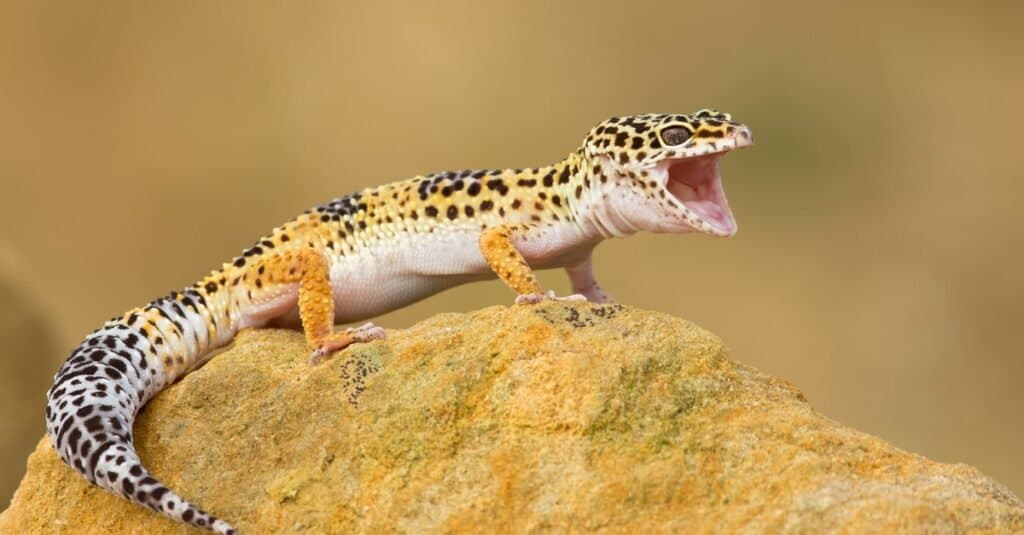 Leopard gecko (Eublepharis macularius) is a cathemeral, ground-dwelling lizard naturally found in the highlands of Asia and throughout Afghanistan, to parts of northern India.