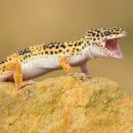 Leopard gecko (Eublepharis macularius) is a cathemeral, ground-dwelling lizard naturally found in the highlands of Asia and throughout Afghanistan, to parts of northern India.