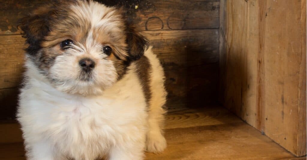 Top 10 Softest Dog Breeds A Z Animals