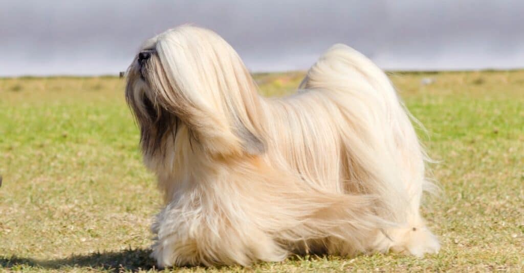 Lhasa Apso walking around outside