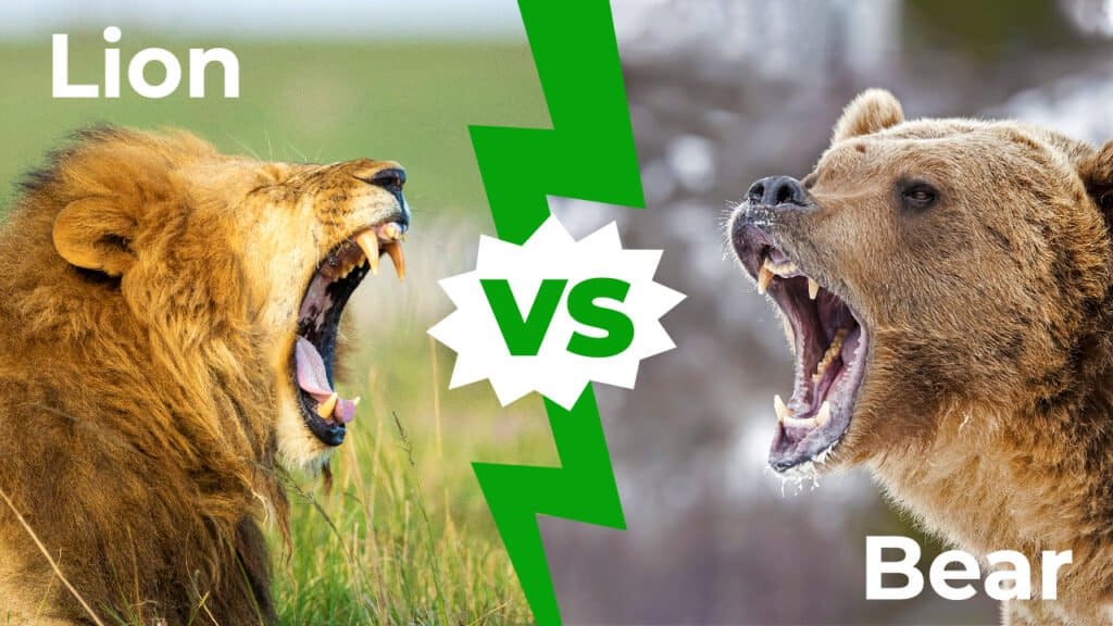 lion vs bear fight
