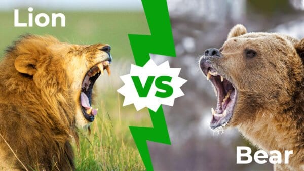 Bear vs Lion: Who Would Win in a Fight? - IMP WORLD