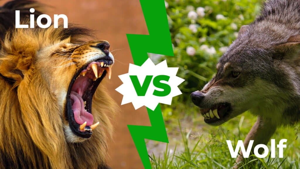 lion vs wolf