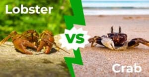 Lobster vs Crab Picture