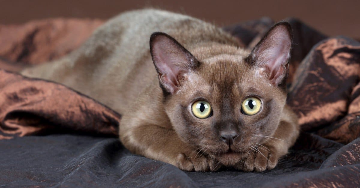 brown burmese kitten