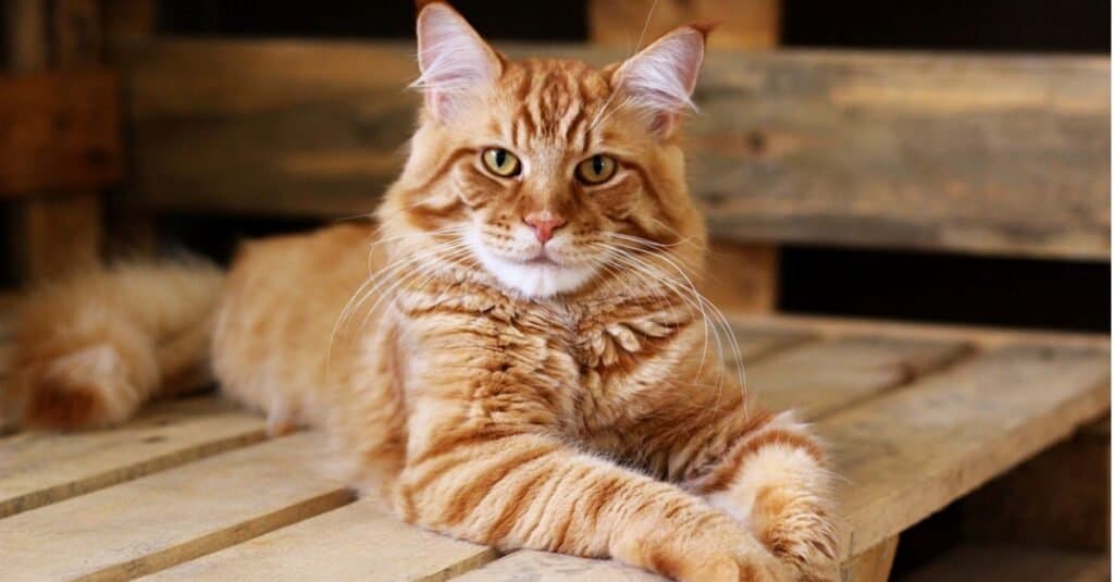 How Long Do Orange Tabby Cats Live
