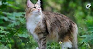 Norwegian Forest Cat Prices in 2024: Purchase Cost, Vet Bills, & Other Costs Picture