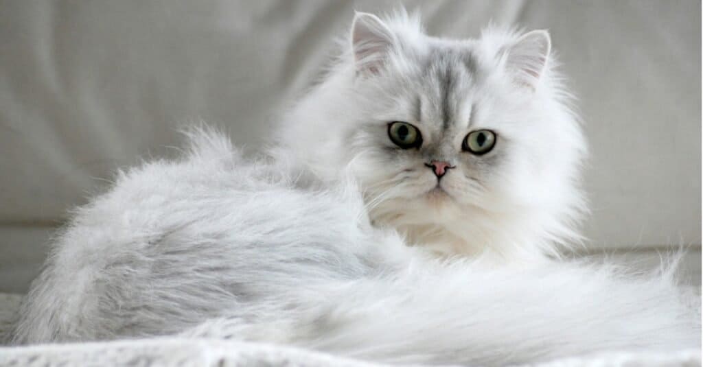 Types of white cats - Persian cat