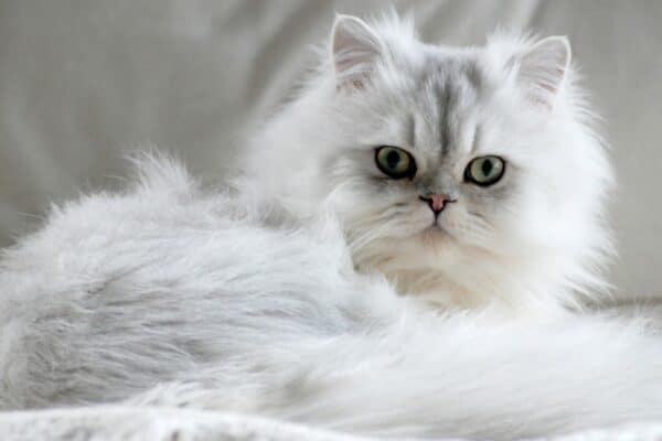 White Persian cats, one of the longest cats, are quiet, placid cats who are content to lie around the house without getting into too much trouble. 