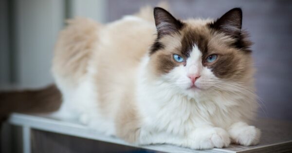 Ragdoll - A-Z Animals