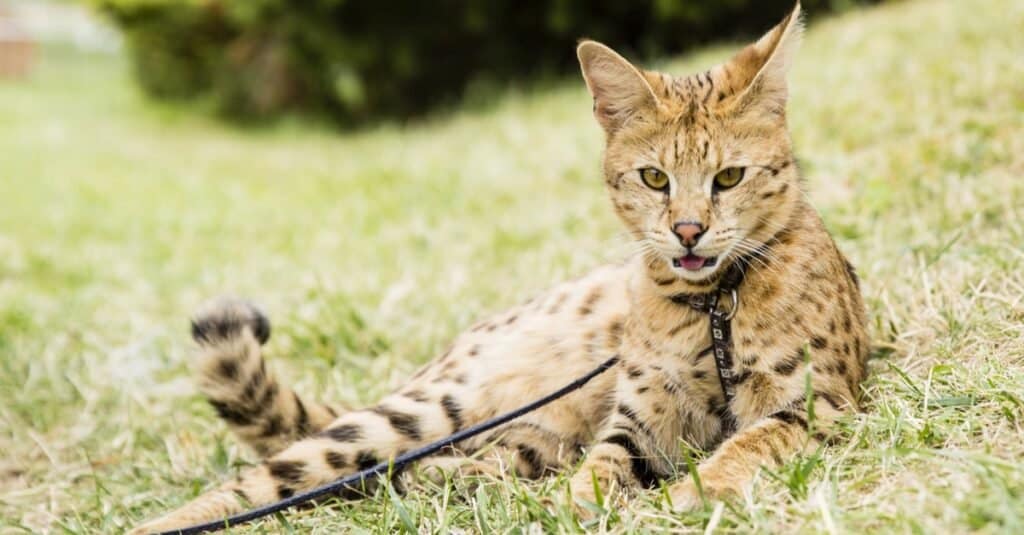 Domestic Cat Mixed With Bobcat