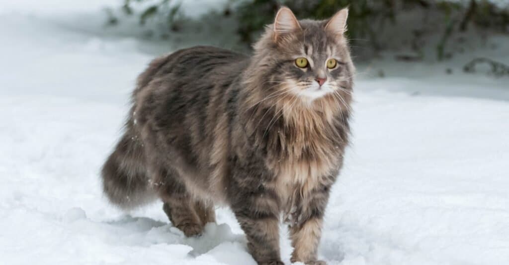 Siberian cat in the snow