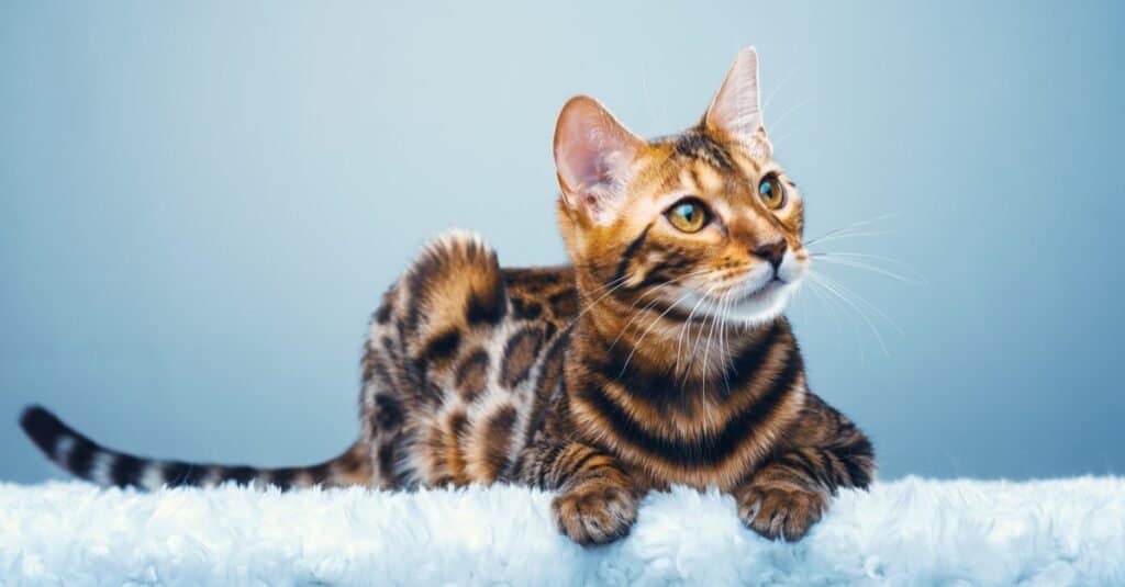 Maddest Angriest Cats - Bengal