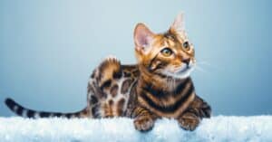 130+ Perfectly-Fitting Bengal Cat Names Picture