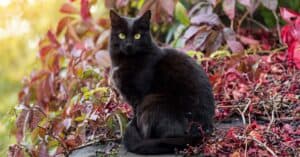 Bombay Cat Prices in 2023: Purchase Cost, Vet Bills, and Other Costs Picture