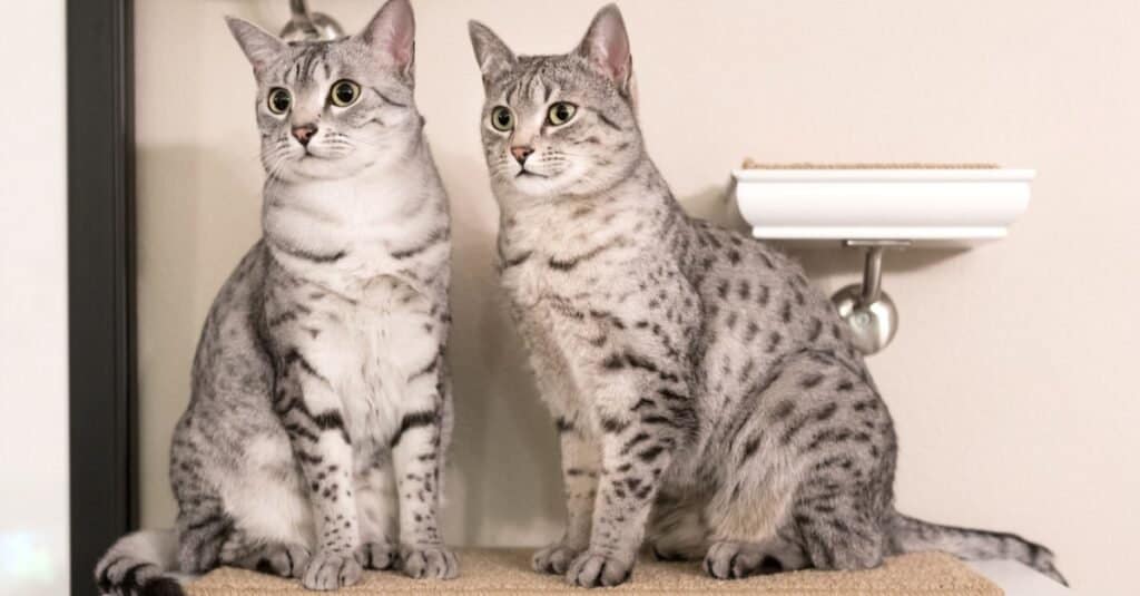 Maddest Angriest Cats - Egyptian Mau