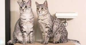 Male vs Female Cats: 4 Key Differences Explained Picture