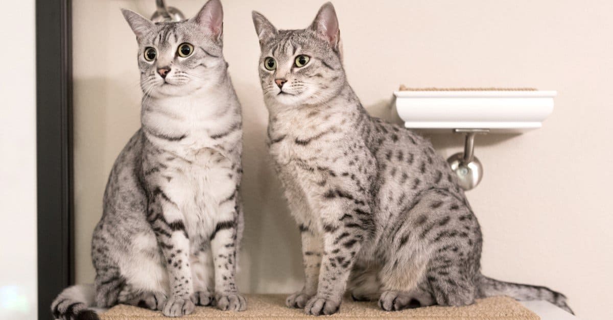 Do cats like opposite gender cats?