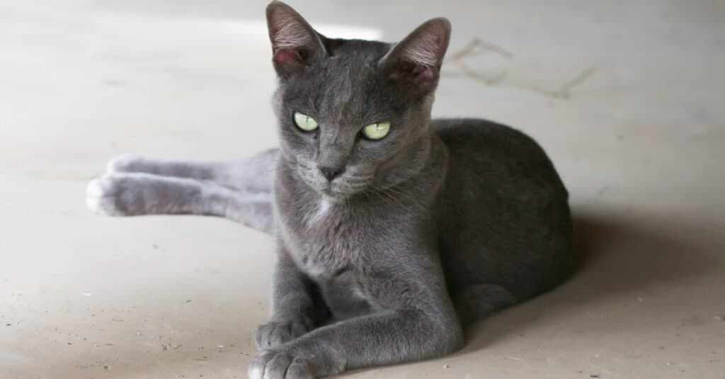 Maddest Angriest Cats - Korat