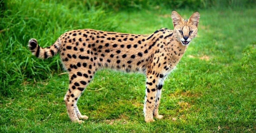 Serval vs. Ocelot: What Are 8 Key Differences? - A-Z Animals