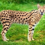 The Serval cat has a bite much stronger than the average domestic cat.