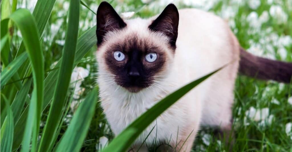 Siamese cat