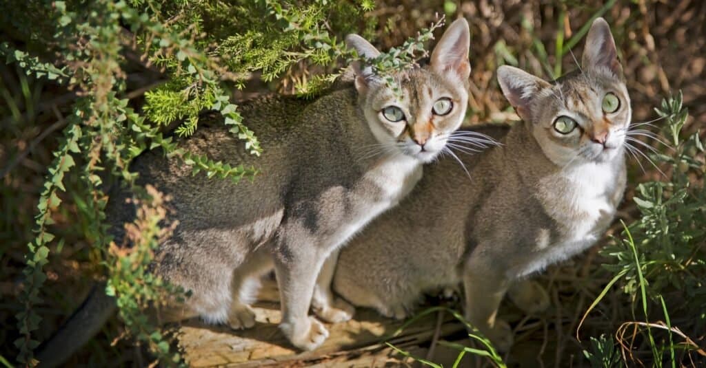 Maddest Angriest Cats - Singapura