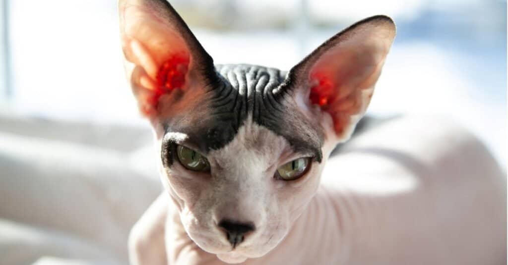 Maddest & Angriest Cats - Sphynx