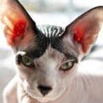 A Sphynx Cat can be one of the maddest cats and will bother you for attention until it gets it.