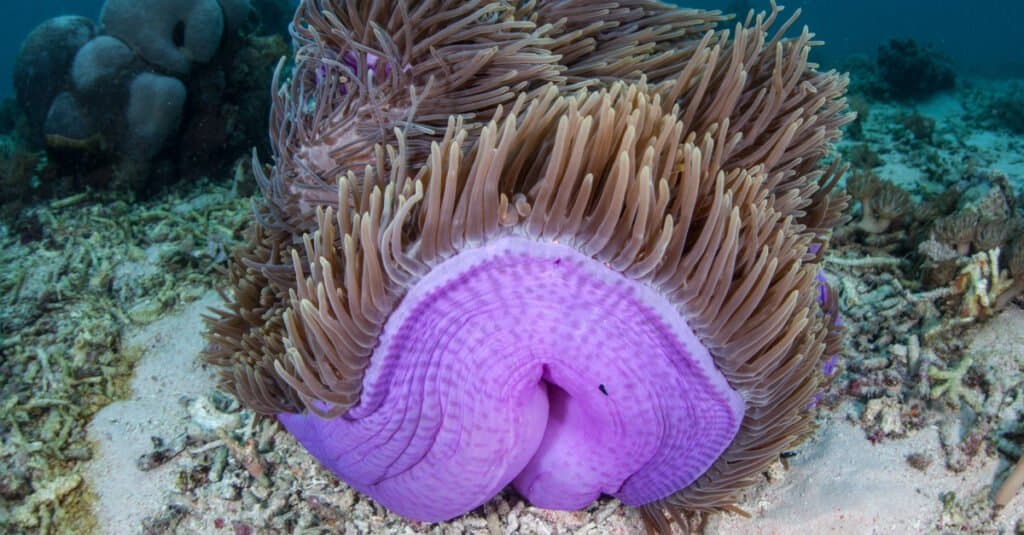 Magnificent sea anemone on ocean floor