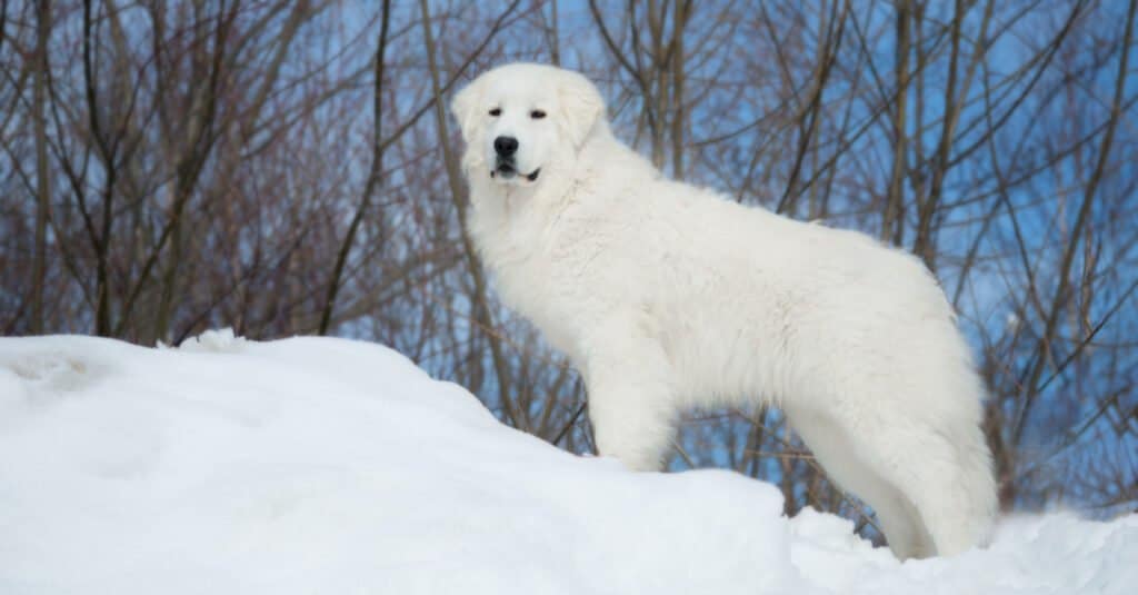 Maremma shepherd dog standing on top of snow mountain