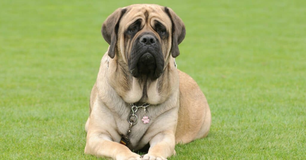 Mastiffs are loyal dogs