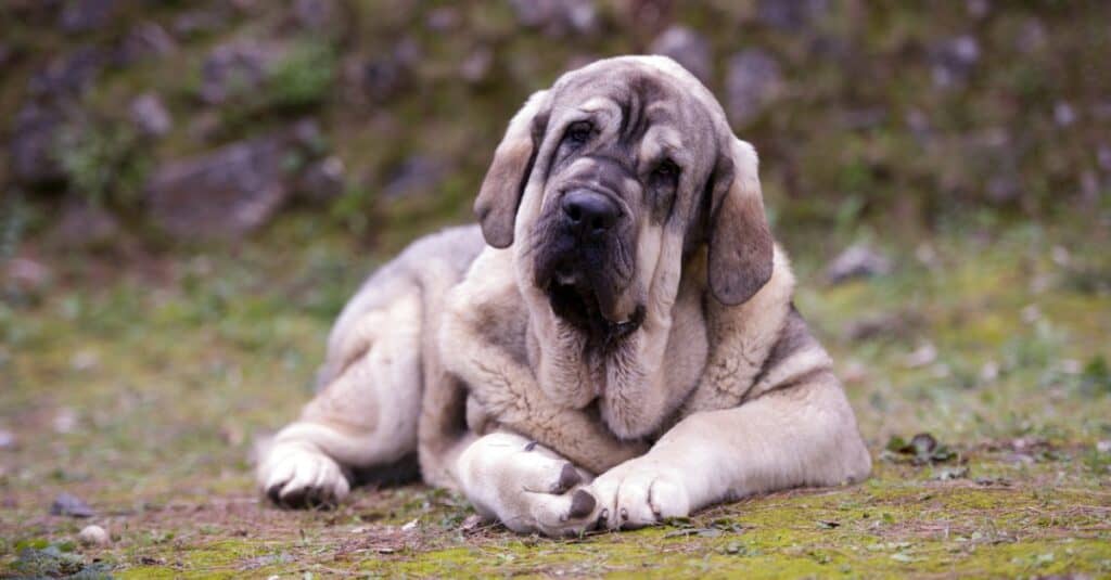 Mastiff puppy laying in grass