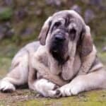 Mastiffs are known for being excellent guard dogs. 