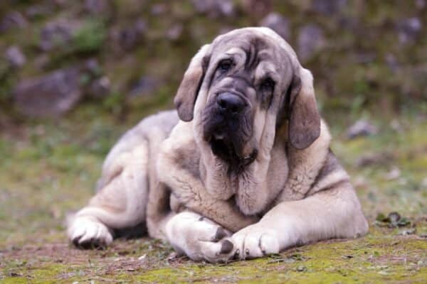 Mastiffs are known for being excellent guard dogs. 