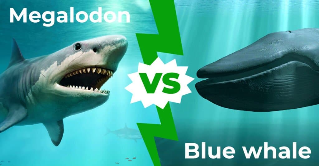 Megalodon Shark Vs Blue Whale