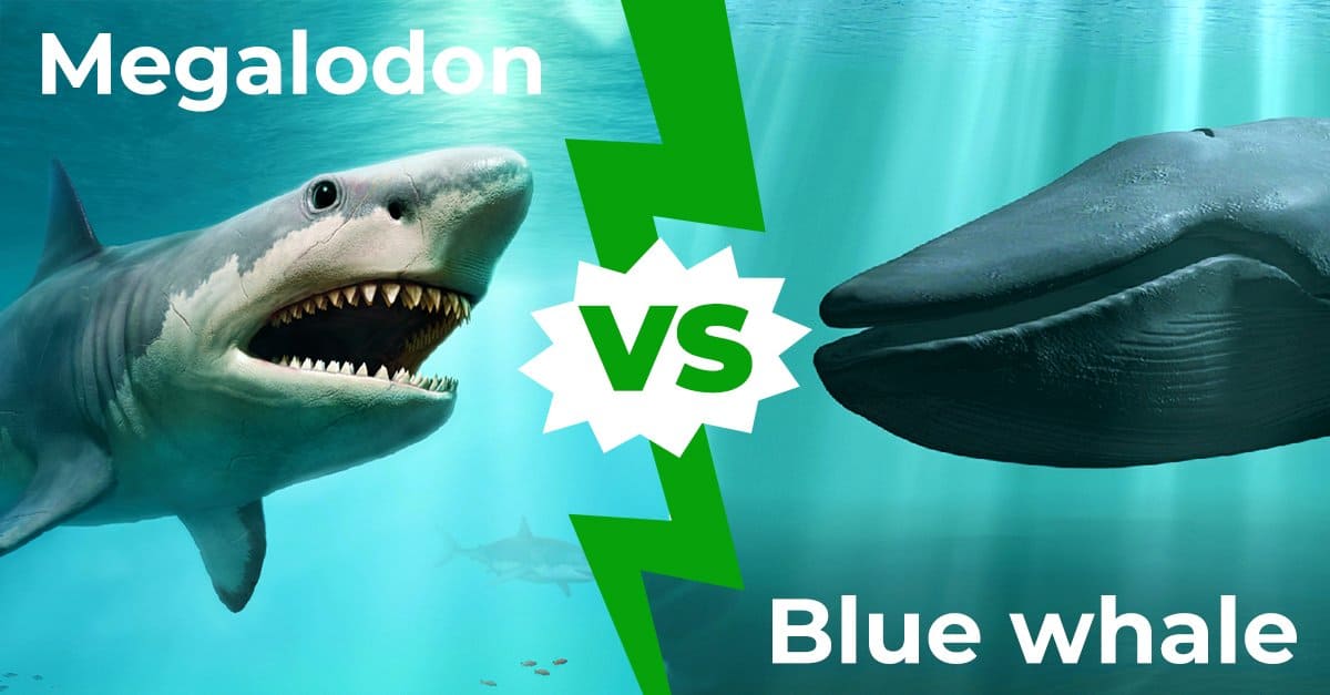Who is stronger Megalodon or blue whale?