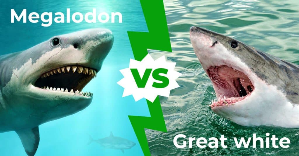 megalodon size comparison to great white