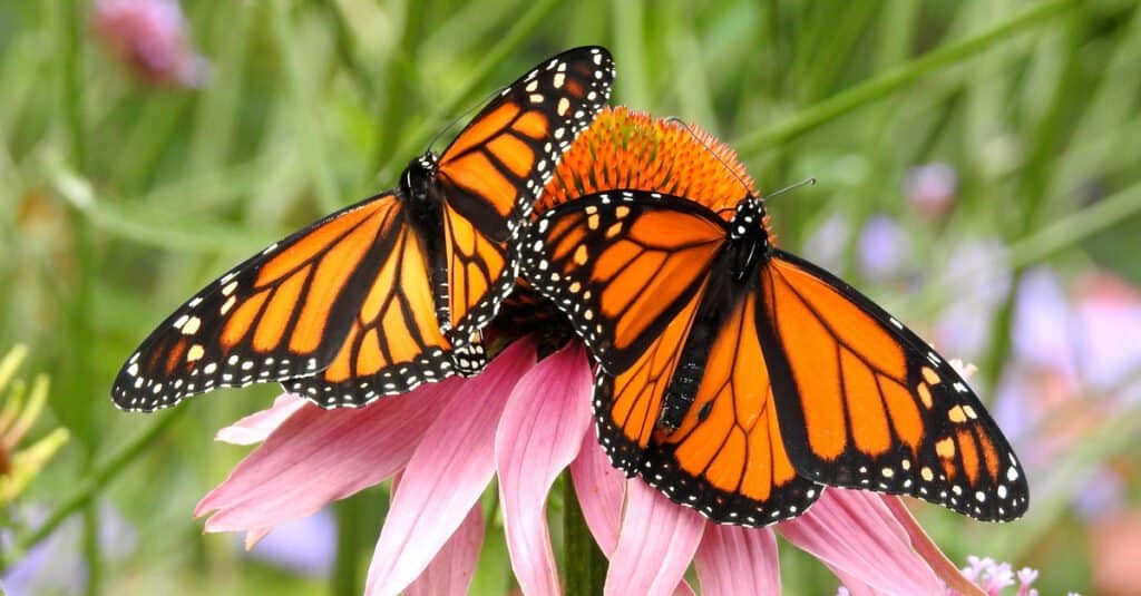 Monarch Butterflies on pink flower