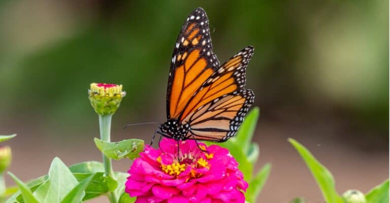 Monarch Butterfly on pink flower