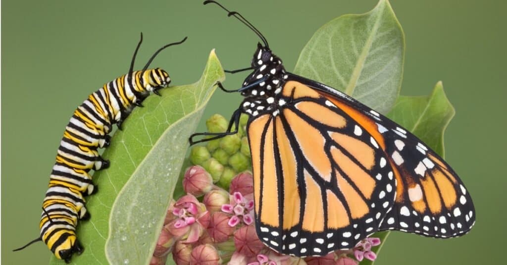 Monarch butterfly and caterpillar