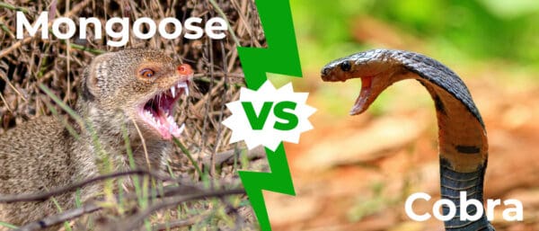 Watch a Mongoose Bravely Take on a Cobra While Being Cheered on an ...