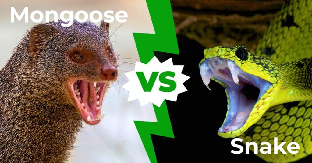 mongoose fighting a snake