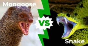 Mongoose vs Cobra: Who Would Win In A Fight? Picture